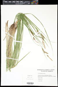 Carex haydenii image