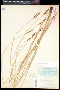 Carex haydenii image