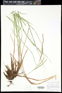 Carex haydenii image