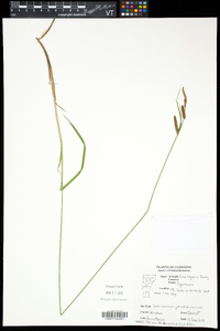 Carex haydenii image