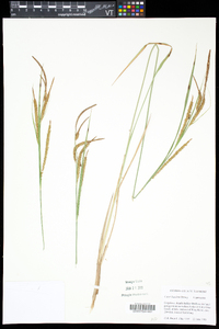 Carex haydenii image