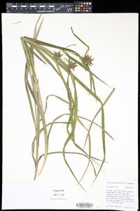 Carex grayi image