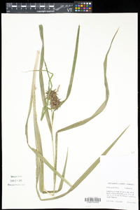 Carex grayi image