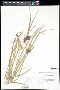 Carex grayi image