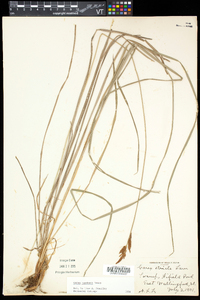 Carex haydenii image