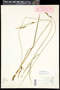 Carex haydenii image