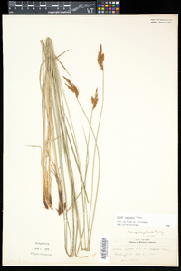 Carex haydenii image