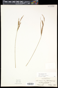 Carex haydenii image