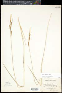 Carex haydenii image