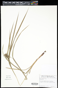 Carex grayi image