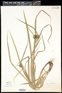 Carex grayi image