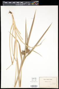 Carex grayi image