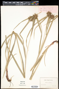 Carex grayi image