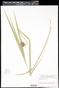 Carex grayi image