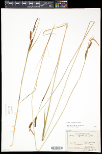 Carex haydenii image