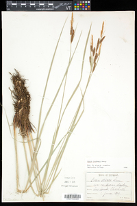 Carex haydenii image