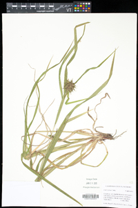 Carex grayi image