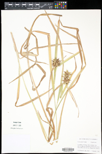 Carex grayi image