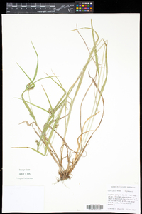 Carex grisea image