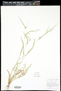 Carex grisea image