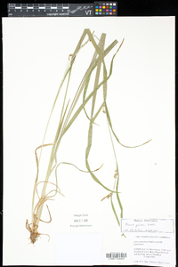 Carex grisea image