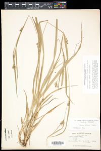 Carex grisea image