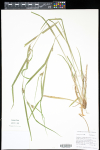 Carex grisea image