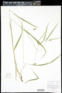 Carex grisea image