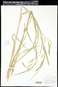 Carex gynandra image