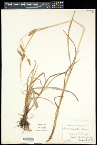 Carex gynandra image