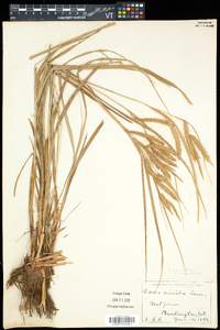 Carex gynandra image