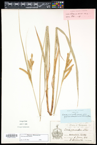 Carex gynandra image