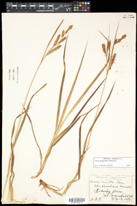 Carex gynandra image