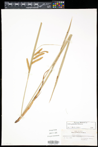 Carex gynandra image