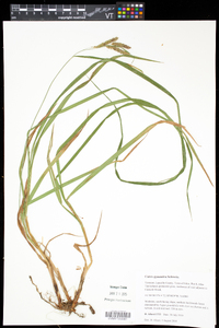 Carex gynandra image