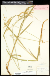 Carex gynandra image