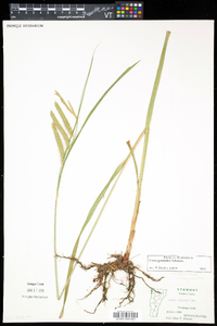 Carex gynandra image