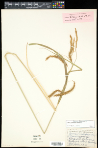 Carex gynandra image