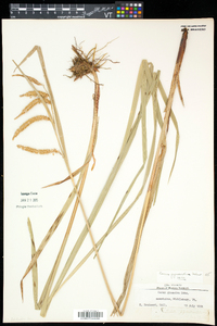 Carex gynandra image