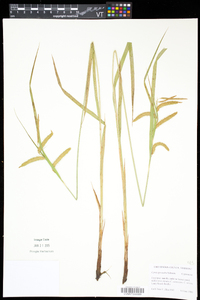 Carex gynandra image