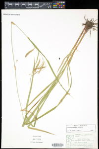 Carex gynandra image