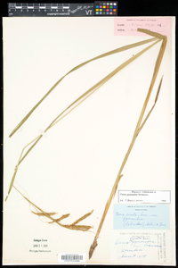 Carex gynandra image