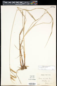 Carex gynandra image