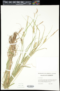 Carex hirta image