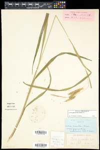 Carex gynandra image