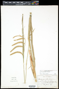 Carex gynandra image