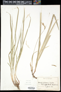 Carex hirtifolia image