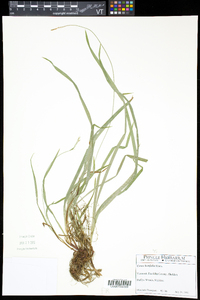 Carex hirtifolia image