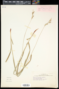 Carex hirtifolia image