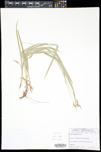 Carex hirtifolia image